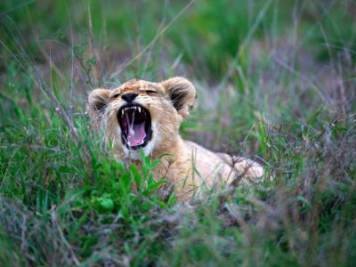 Ligwalagwala Conservancy