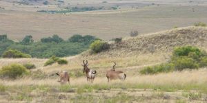 Caledon Nature Reserve