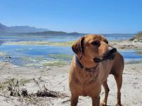 Canine Camino