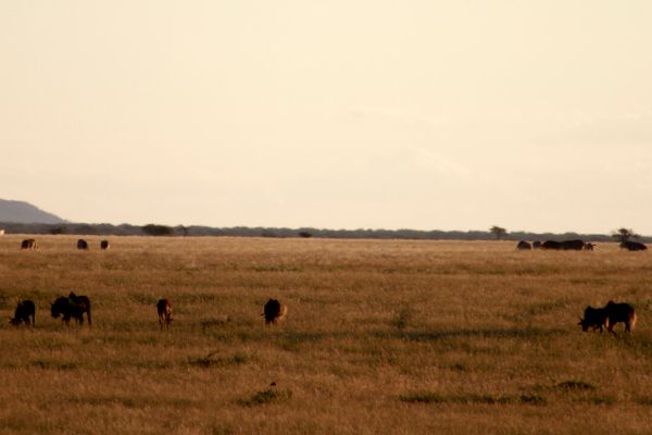 Mokala National Park