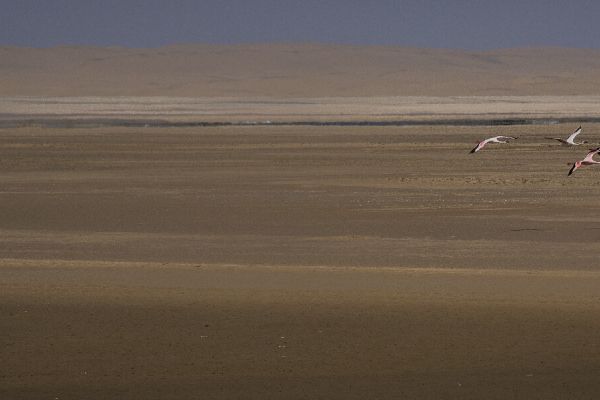 The Namib100 Hike