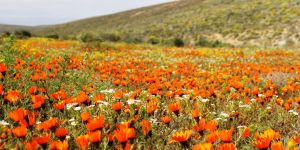 Namaqua Silver Sands Trail