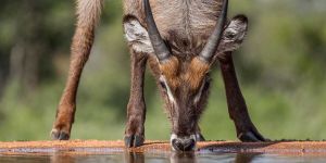 Karongwe Private Game Reserve