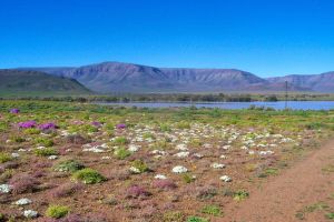 Ymansdam Farm Campsites