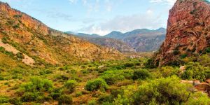 The Leopard Trail