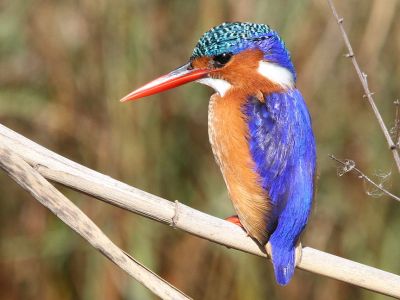 Marievale Bird Sanctuary - Giant Kingfisher