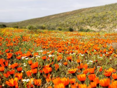 Namaqua Silver Sands Trail