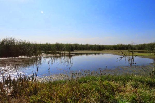 Blesbokspruit Wetland Reserve