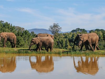 Knysna Elephant Park