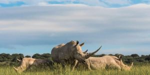 Shamwari Private Game Reserve