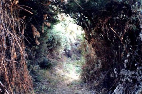 The Lower Trail to Black Pool, Maliba Lodge