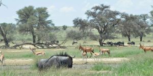 Kgalagadi Transfrontier Park - Botswana