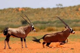 Kalahari Red Dune Hiking