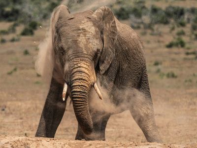 Addo Elephant National Park