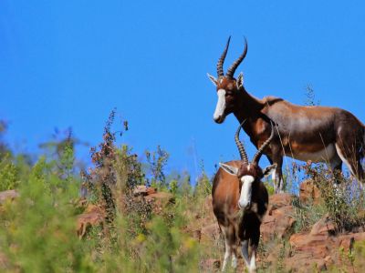 Moreleta Kloof Nature Reserve