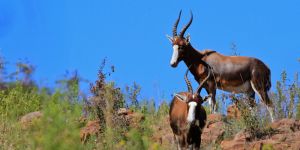 Moreleta Kloof Nature Reserve