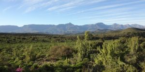Buffelsdrift Conservancy