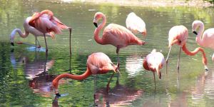 Barberspan Bird Sanctuary