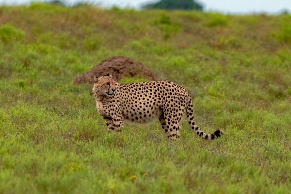 Lalibela Game Reserve