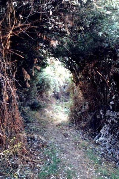 The Lower Trail to Black Pool, Maliba Lodge