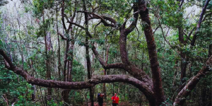 Tsitsikamma Hiking Trail