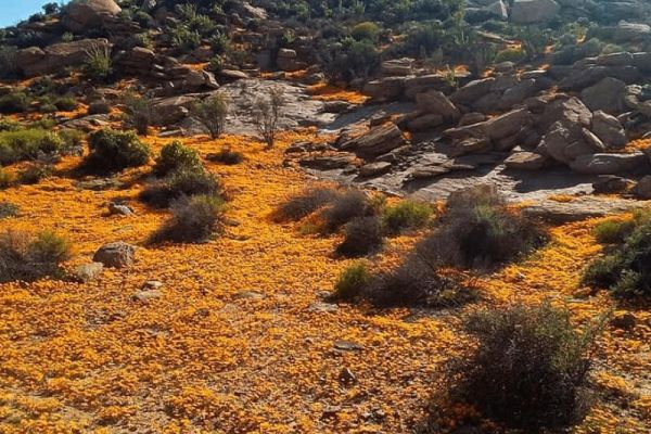 Namaqua Flower Hunt Hiking Trail