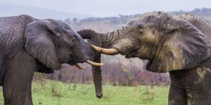Mkhuze Game Reserve