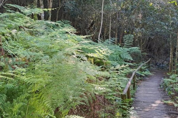 Outeniqua Hiking Trail