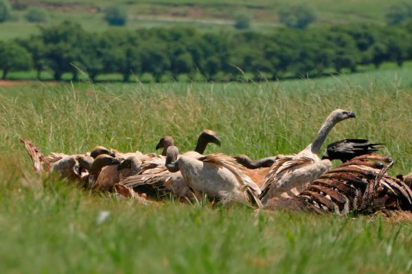 Mzimkulu Vulture Hide