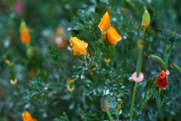 Namaqua Flower Hunt Hiking Trail