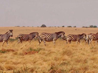 Faan Meintjies Nature Reserve