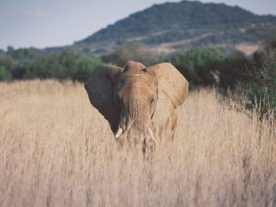 Pilanesberg National Park
