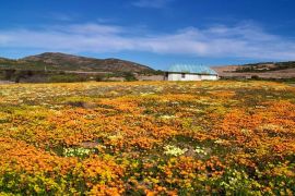 Namaqua Flower Hunt Hiking Trail