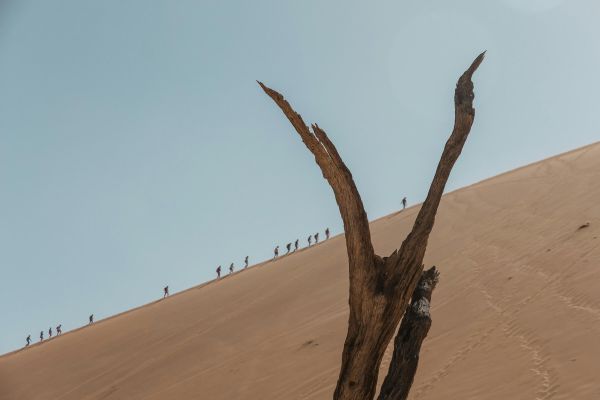 Big Daddy Dune