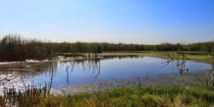 Blesbokspruit Wetland Reserve