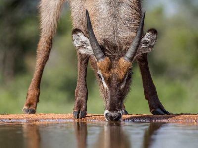 Karongwe Private Game Reserve