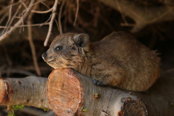 Hennops Dassie Trail