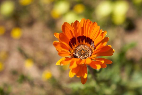 Namaqua Flower Hunt Hiking Trail