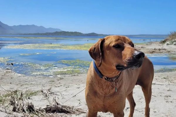 Canine Camino