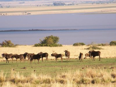Erfenis Dam Nature Reserve