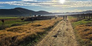 Fossil Hills Wine Walk