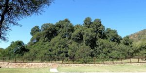 Wonderboom Nature Reserve