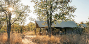 Simbavati Trails Camp Walking Safari