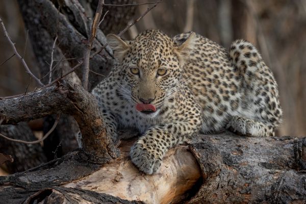 Kapama Private Game Reserve