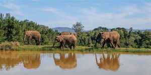 Knysna Elephant Park