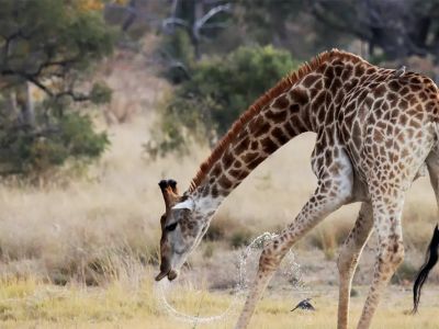 Lindani Game & Lodges