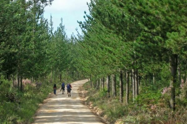 Outeniqua Hiking Trail