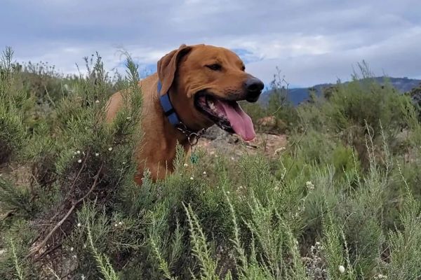 Canine Camino