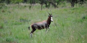 Somabula Nature Reserve