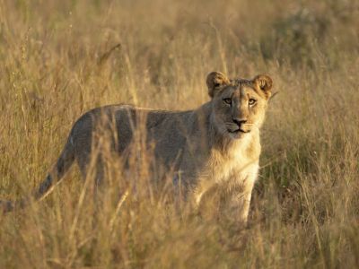 Black Rhino Game Reserve